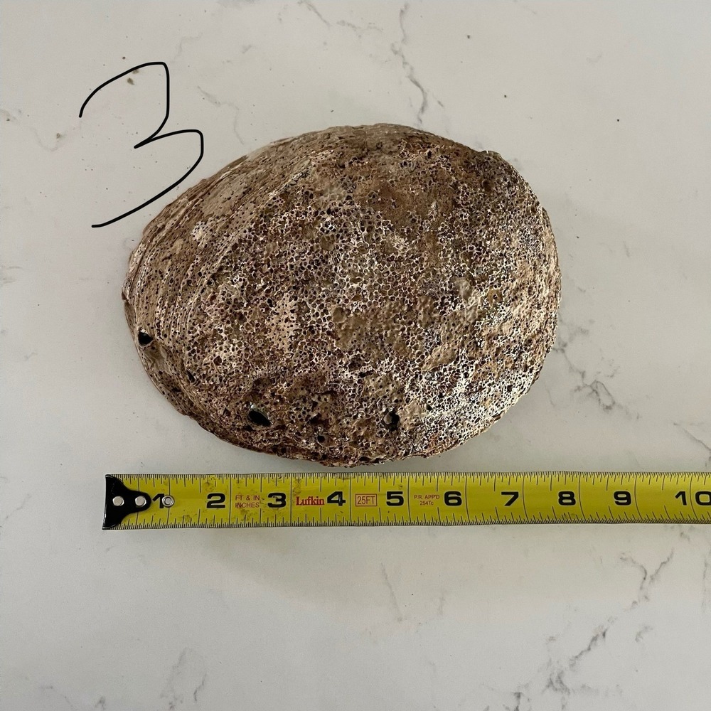 Natural Abalone Large Shell - Picture 13 of 16